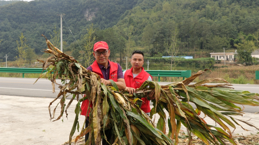 駐村工作隊(duì)給村民收包谷桿。