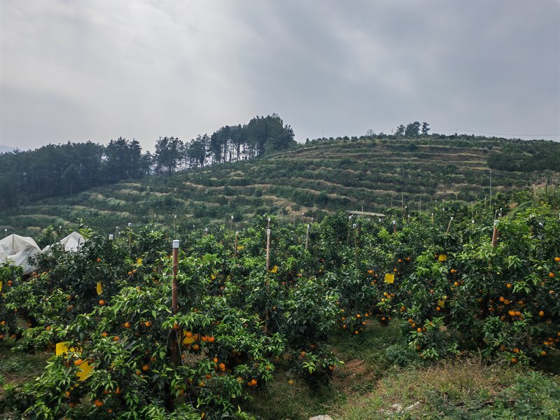 金沙縣沙土鎮(zhèn)天堂村果凍橙基地.jpg