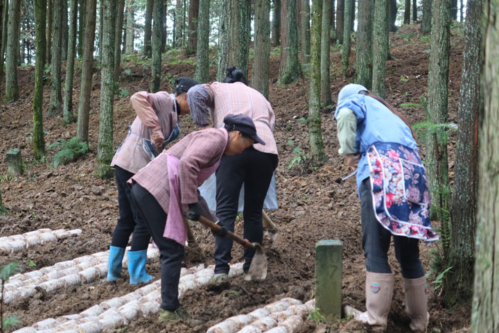 村民正在對菌棒進行翻堆。楊锏攝