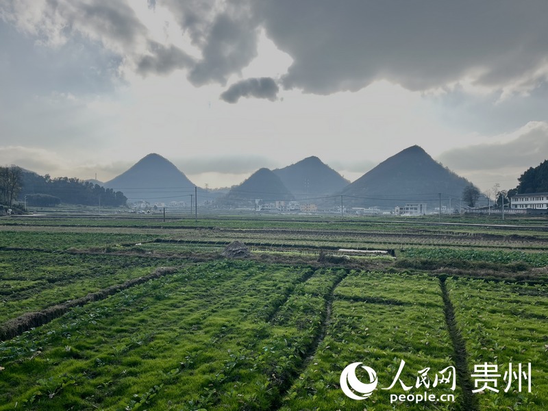 楊文全申請作為貴州省水稻無人農(nóng)場試點的田地。人民網(wǎng) 李麗萍攝