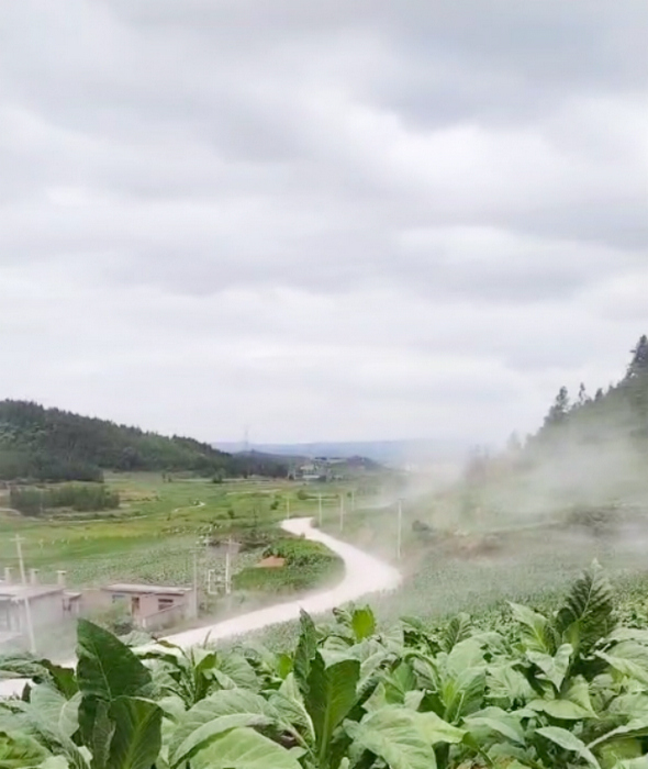 烤煙田中彌漫的灰塵。村民提供