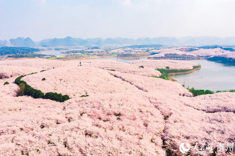 1 航拍貴州省貴安新區(qū)櫻花園。人民網(wǎng) 涂敏 攝