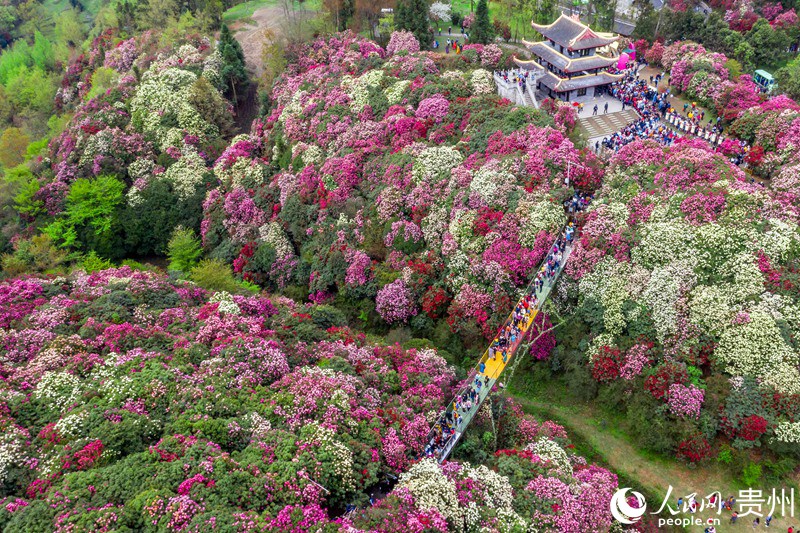 2 航拍貴州省畢節(jié)黔西市百里杜鵑金坡景區(qū)內(nèi)，漫山遍野盛開(kāi)著杜鵑花。人民網(wǎng) 涂敏 攝