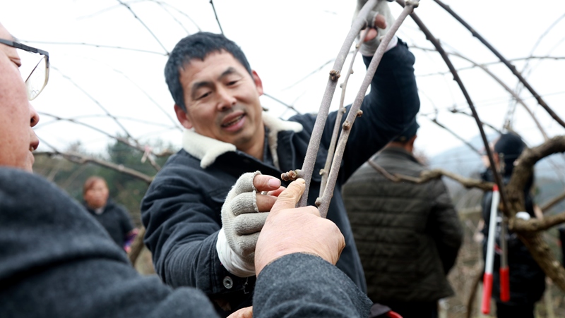 此次培訓，幫助果農解決了生產技術難題 修文縣融媒體中心陶群 攝.jpg