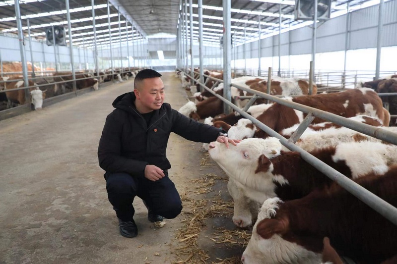 鄭培坤正在查看肉牛飼養(yǎng)情況。采訪者供圖.jpg