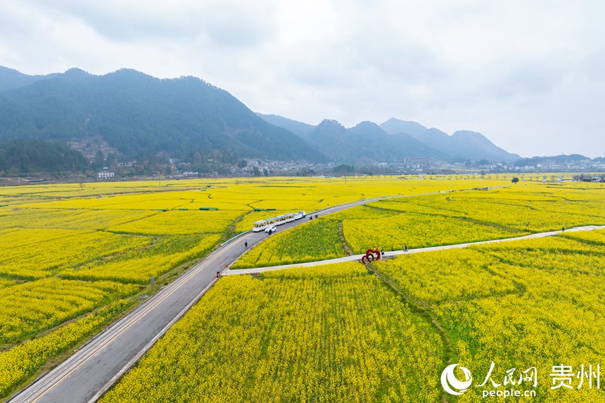 航拍貴定縣“金海雪山”油菜花海。人民網(wǎng)記者 涂敏攝