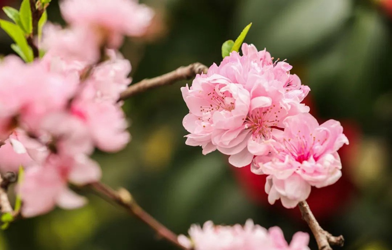 繁花盛開(kāi)。