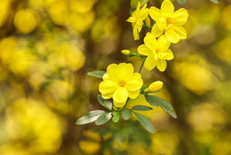 繁花盛開(kāi)。