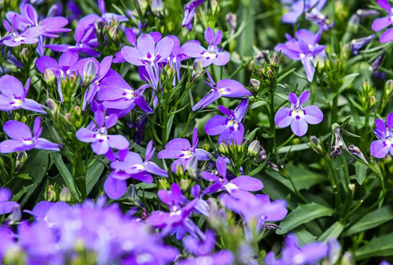 繁花盛開(kāi)。