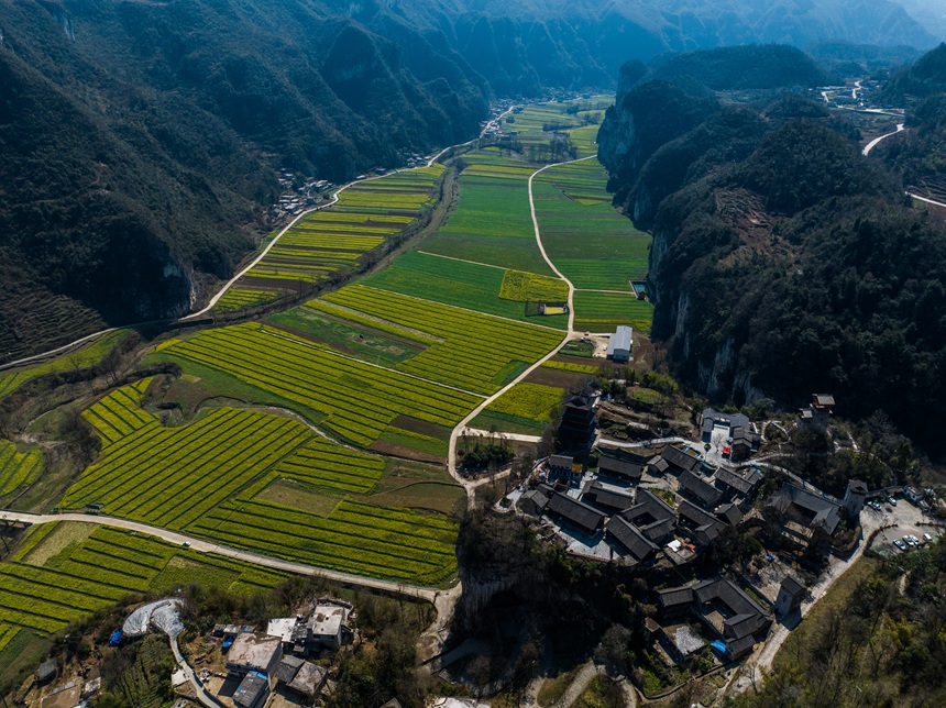 萬畝油菜花競相綻放。 羅大富攝