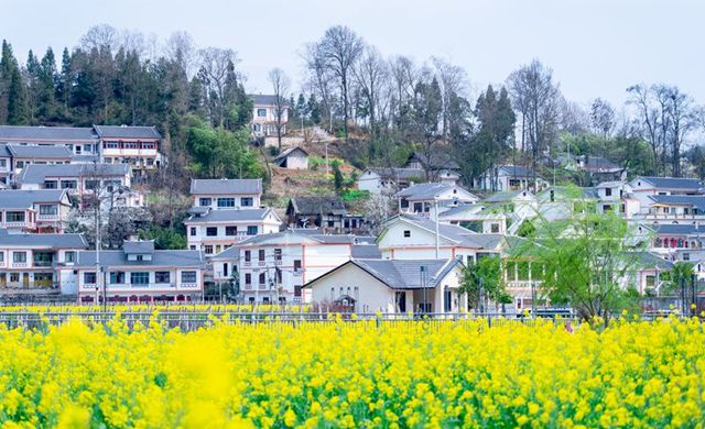 貴州貴陽(yáng)：油菜花開(kāi)春味濃