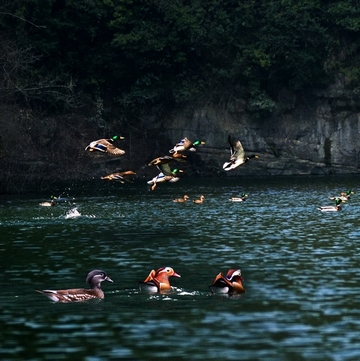 銅仁：詩(shī)水畫(huà)山 多彩思南