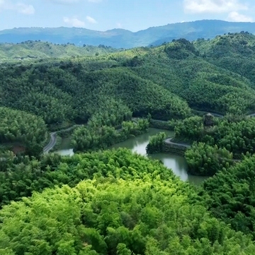 4株竹苗成就赤水萬(wàn)畝竹海