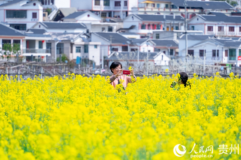 在油菜花中拍照的游客。人民網(wǎng)記者 涂敏攝