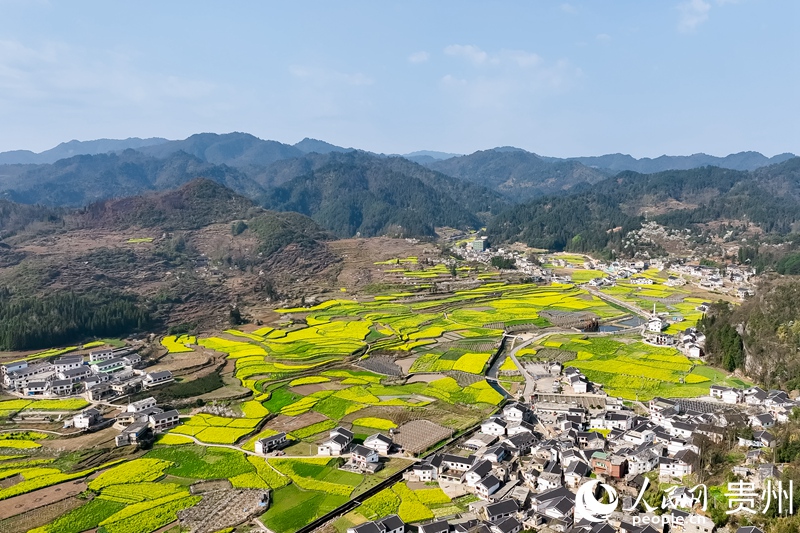 航拍百花湖鎮(zhèn)下麥城村盛開(kāi)的油菜花。人民網(wǎng)記者 涂敏 攝