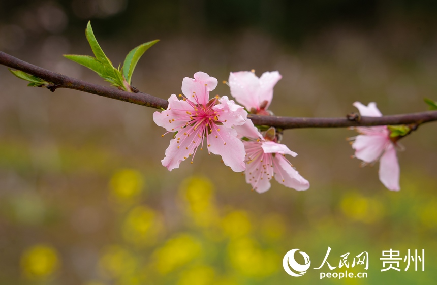 桃花和油菜花遙相呼應(yīng)。人民網(wǎng) 陽茜攝