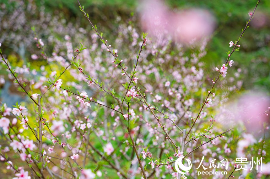 朵朵桃花次第開。人民網(wǎng) 陽茜攝