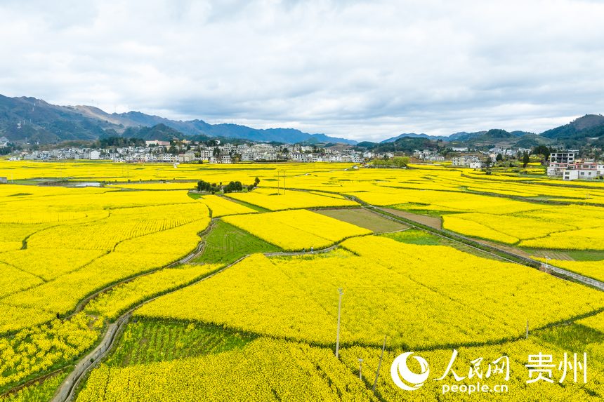 航拍貴州省金沙縣板橋社區(qū)的千畝油菜花。人民網(wǎng)記者 涂敏攝