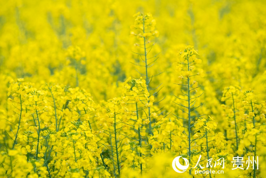 盛開的油菜花。人民網(wǎng) 顧蘭云攝