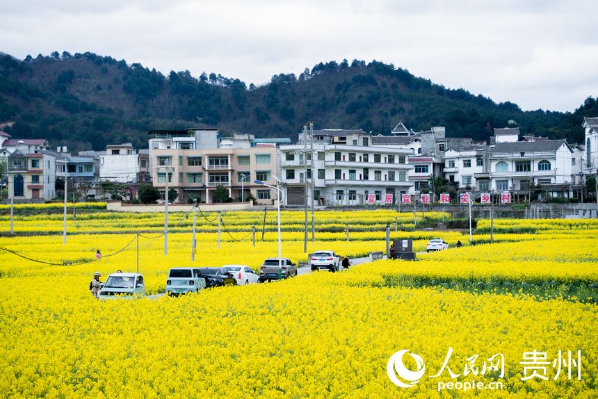 游客駕車前來賞花踏青。人民網(wǎng) 顧蘭云攝