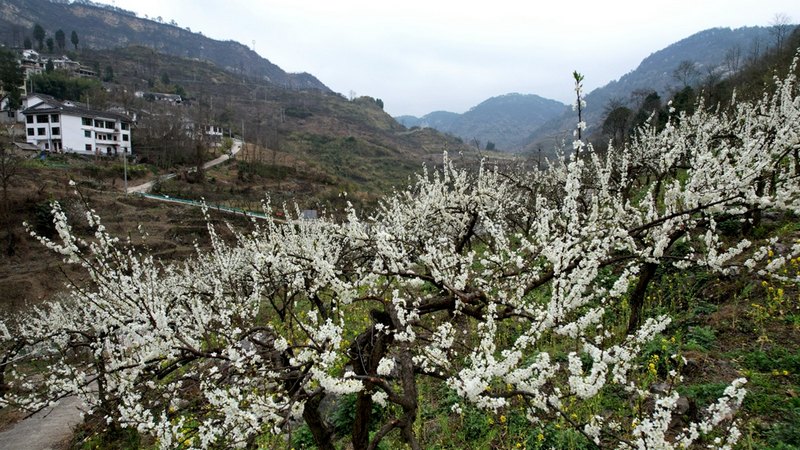 2500余畝“蜈蚣橋蜜李”陸續(xù)步入花期。姜繼恒攝