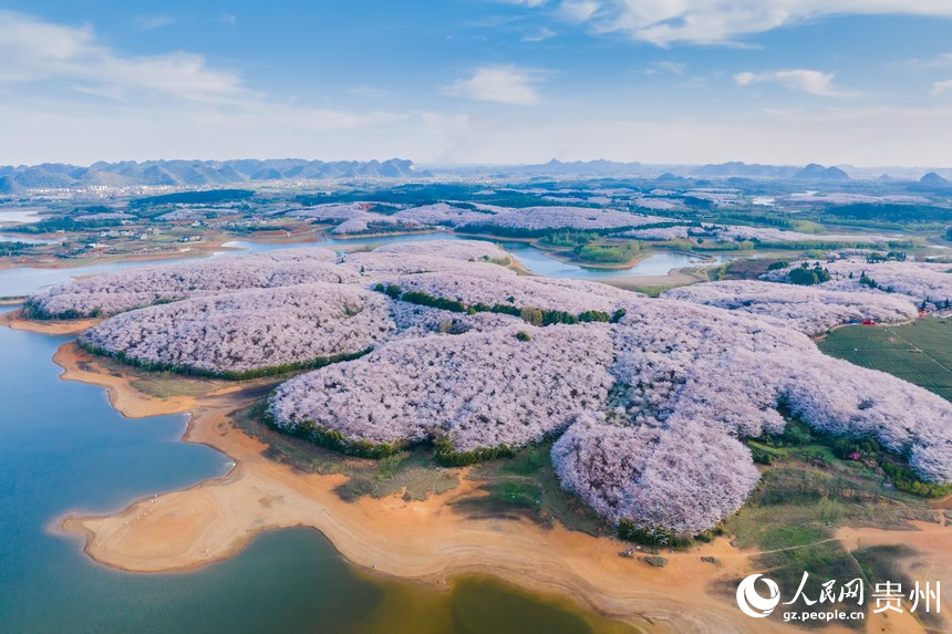 航拍貴安萬畝櫻花園。人民網(wǎng) 陽茜攝