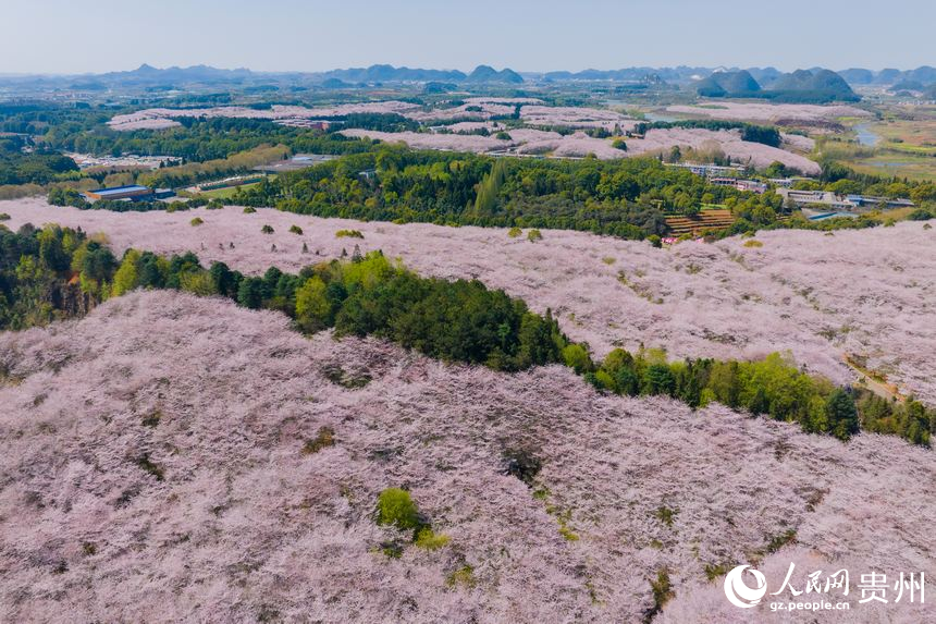 航拍貴安萬(wàn)畝櫻花園。人民網(wǎng) 陽(yáng)茜攝