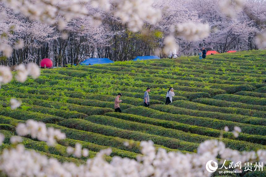 游客走在茶園中賞花。人民網(wǎng) 陽(yáng)茜攝