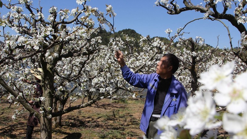 村民們正抓緊時(shí)間為梨花進(jìn)行人工授粉 修文縣融媒體中心姜繼恒 攝.jpg