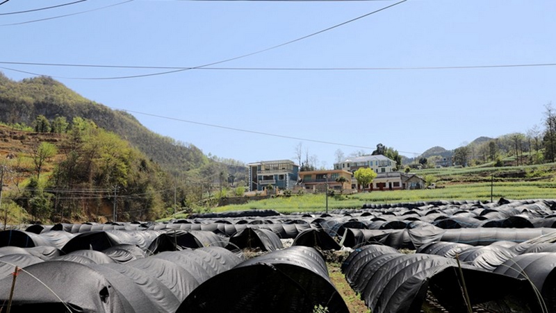 六桶鎮(zhèn)羊肚菌種植基地 修文縣融媒體中心伍維玉 攝.jpg