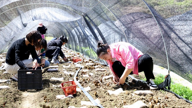 羊肚菌種植基地里采收工作正如火如荼地進行著 修文縣融媒體中心伍維玉 攝.jpg