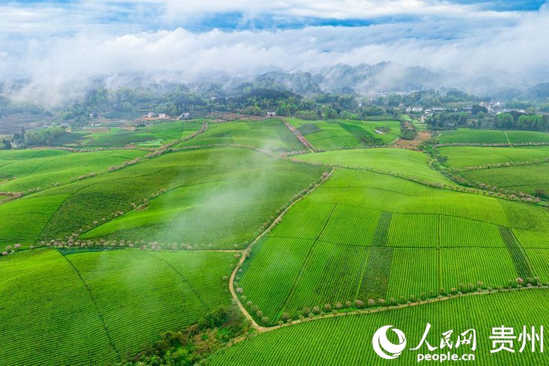 航拍貴州省遵義市湄潭縣的萬(wàn)畝茶海景區(qū)。人民網(wǎng) 陽(yáng)茜攝