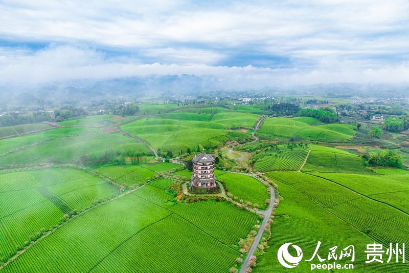 航拍貴州省遵義市湄潭縣的萬(wàn)畝茶海景區(qū)。人民網(wǎng)記者 涂敏攝