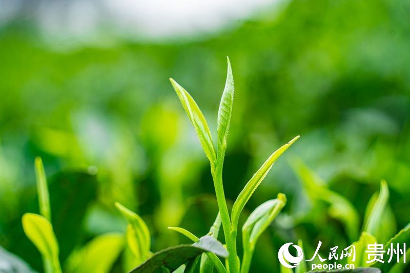 茶園內(nèi)剛剛長(zhǎng)出的茶芽。人民網(wǎng) 陽(yáng)茜攝