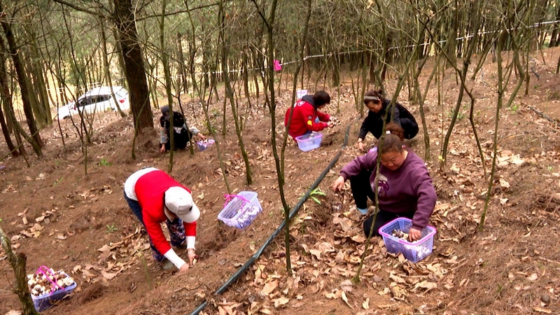 修文縣久長街道茶山村種植的林下赤松茸迎來采摘銷售“黃金期” 李宇 攝