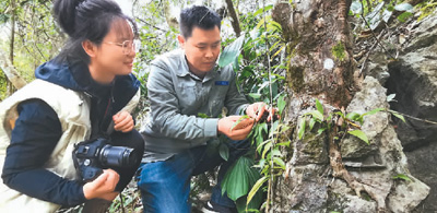 在進行蘭科植物野外調(diào)查途中，茂蘭保護區(qū)管理局的費仕鵬（右）和白萍在三岔河片區(qū)遇到了附生在裸露石頭上和盤旋在樹根上的匍莖毛蘭正在開花。在不到1平方米的石頭上，生長著10余種植物。