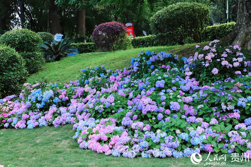 河濱公園內(nèi)綻放的繡球花。人民網(wǎng) 顧蘭云攝