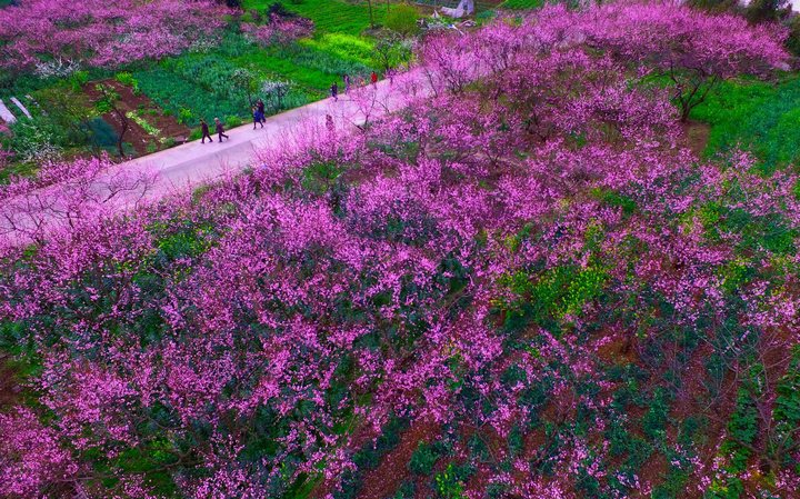 丘林村桃園。韓賢普攝