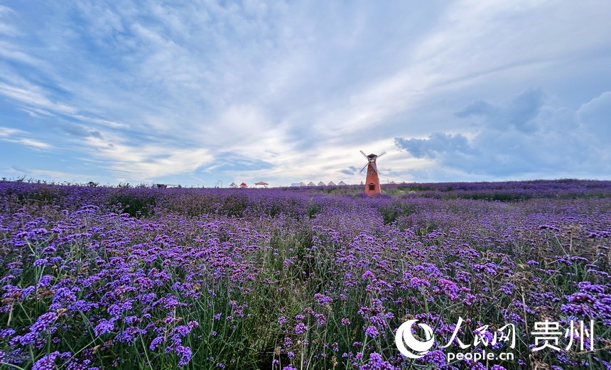 石門錦繡田園景區(qū)的夏季限定紫色花海等你來(lái)賞。人民網(wǎng) 敖嘉鈺攝