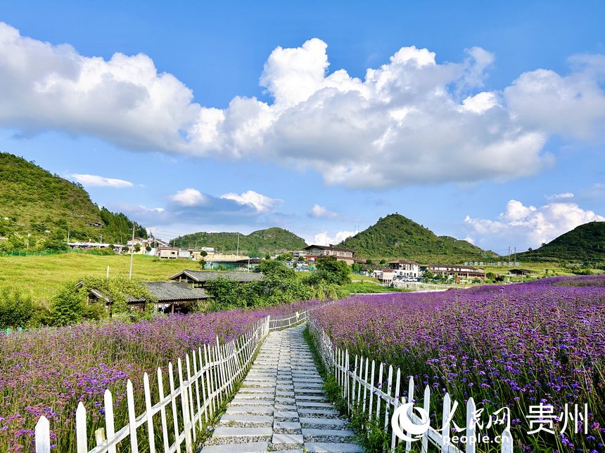 石門錦繡田園景區(qū)的夏季限定紫色花海等你來賞。人民網(wǎng) 敖嘉鈺攝