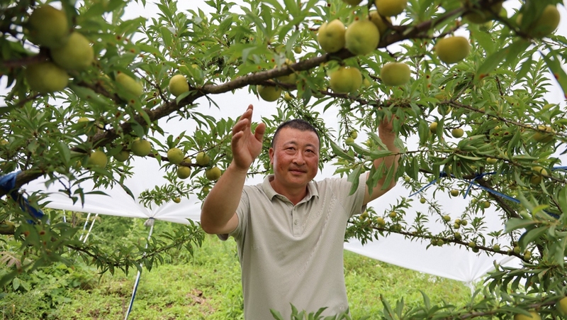 何學(xué)德是土生土長(zhǎng)的寶寨人，2017年返鄉(xiāng)創(chuàng)業(yè)，在政府部門(mén)扶植下，帶頭發(fā)展李子果園500畝，并配套機(jī)耕道、水肥一體化灌溉設(shè)施、物理防蟲(chóng)設(shè)施、冷庫(kù)等。 修文縣融媒體中心姜繼恒 攝