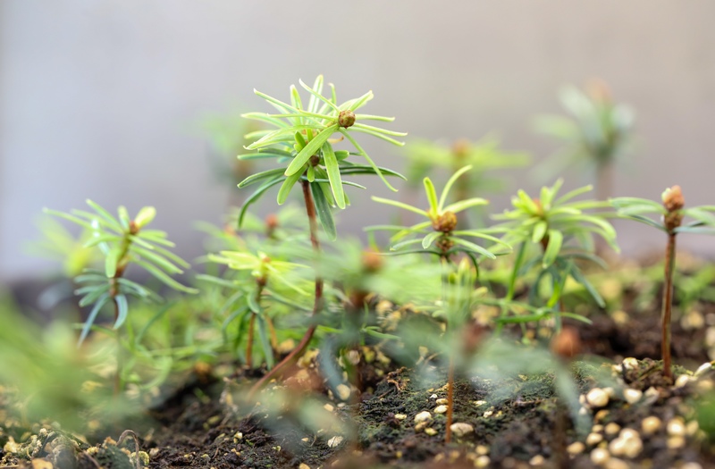 在貴州省林科院林業(yè)生物技術(shù)研究所實驗大棚里茁壯成長的梵凈山冷杉幼苗。李鶴攝.jpg