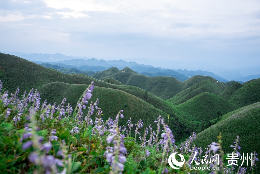 盛開(kāi)的野生玉簪花。人民網(wǎng)記者 涂敏攝