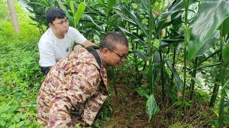 修文縣谷堡鎮(zhèn)索橋村，有這樣一片陽(yáng)荷試驗(yàn)田，面積30畝 修文縣融媒體中心姜繼恒 攝