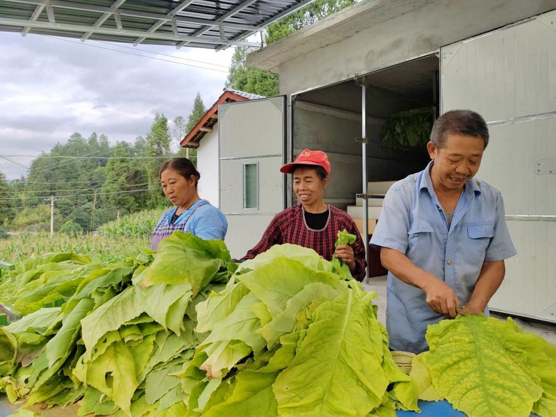 3 烤煙正值采收