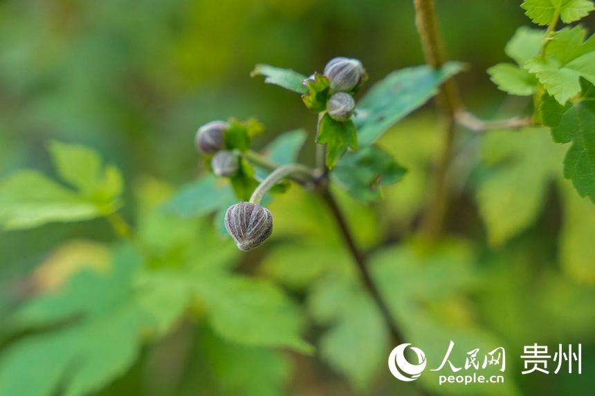 云臺(tái)山植物。袁華強(qiáng)攝