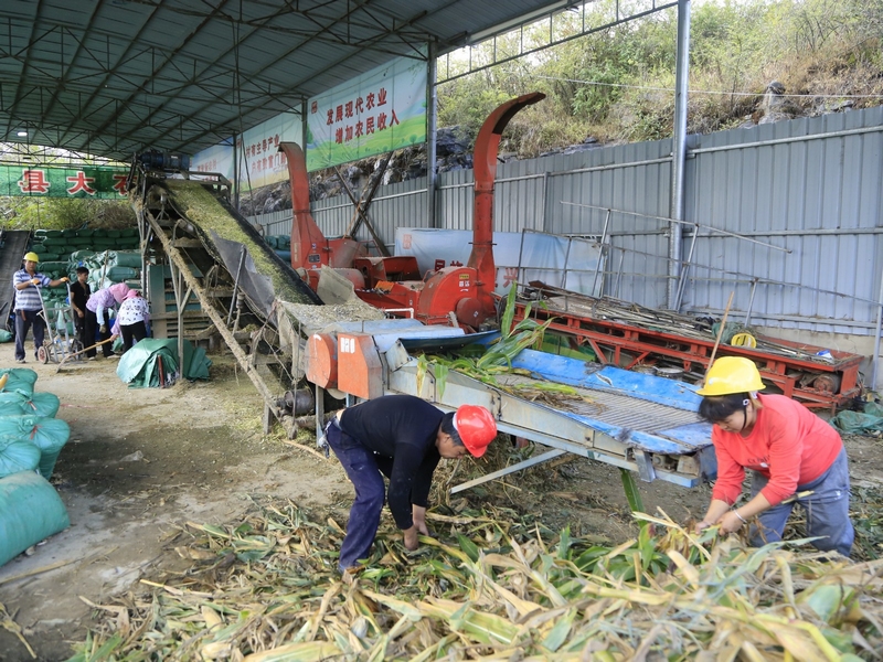 每天10余名村民在現(xiàn)場(chǎng)加班加點(diǎn)勞作，忙著收購(gòu)、加工、銷售牧草 修文縣融媒體中心姜繼恒 攝