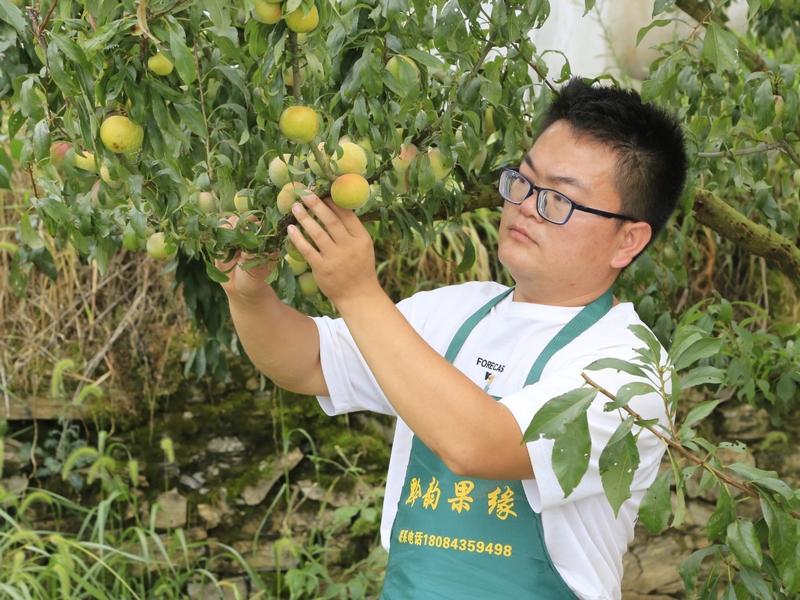 往年，晚香脆李畝產(chǎn)量在2500斤至3000斤之間，批發(fā)價(jià)每斤15元左右 修文縣融媒體中心李宇 攝