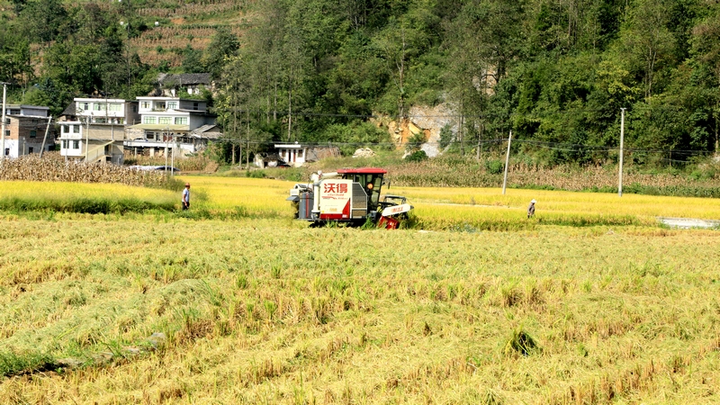 修文縣六屯鎮(zhèn)長田村村民們正趁著好天氣，通過購買服務(wù)的方式，請(qǐng)合作社用機(jī)器收割水稻，以確保稻谷顆粒歸倉 修文縣融媒體中心查姜維 攝