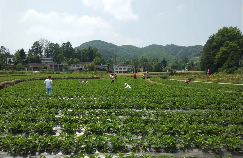 3 圖為甕安縣玉山鎮(zhèn)白花村種植基地。